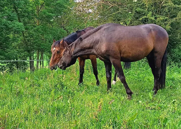 Independant * Nogent-l'Artaud